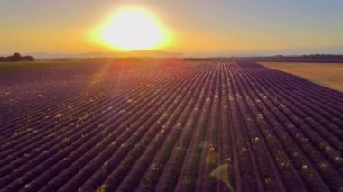 Fransa 'daki Valensole Provence lavanta tarlaları