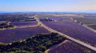 Fransa 'daki Valensole Provence lavanta tarlaları