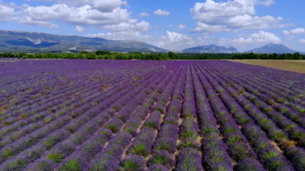 Die Lavendelfelder der Provence von Valensole in Frankreich — Stockvideo