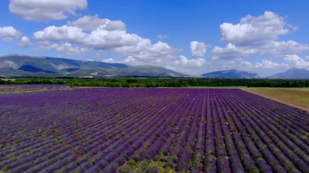 Lavendelfälten i Valensole Provence i Frankrike — Stockvideo