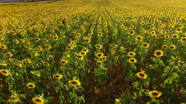 The sunflower fields in the Provence France — Stock Video