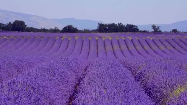 De lavendelvelden van Valensole Provence in Frankrijk — Stockvideo