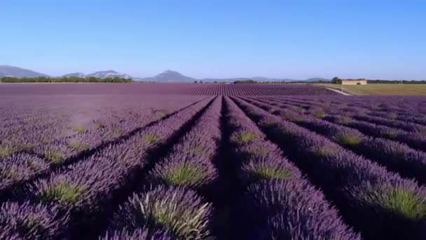 Лавандовые поля Valensole Provence во Франции — стоковое видео