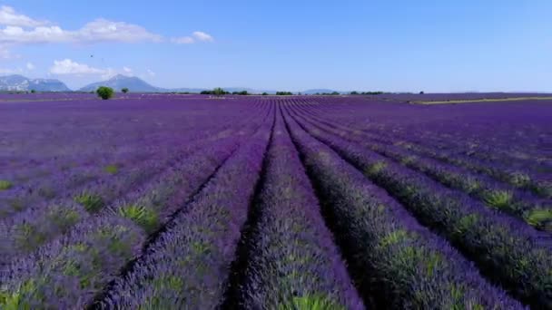 Τα λιβάδια λεβάντας της Valensole Provence στη Γαλλία — Αρχείο Βίντεο