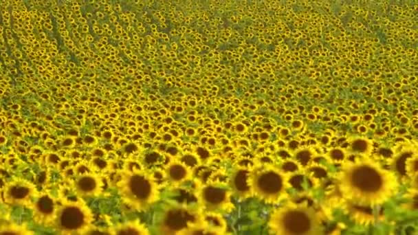 Huge sunflower fields in the Provence France — Stock Video