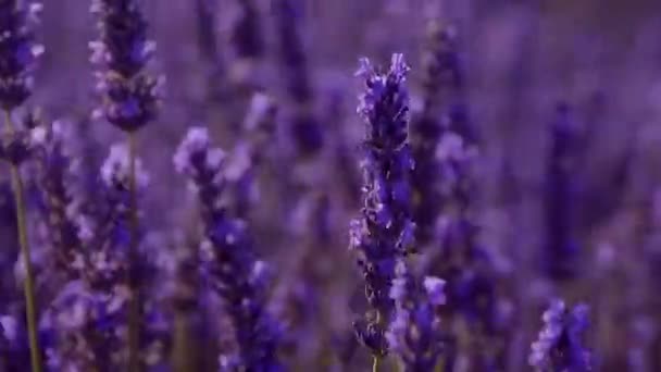 De lavendelvelden van Valensole Provence in Frankrijk — Stockvideo
