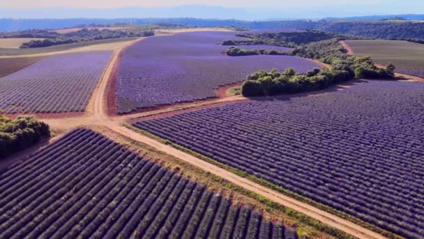 Лавандовые поля Valensole Provence во Франции — стоковое видео