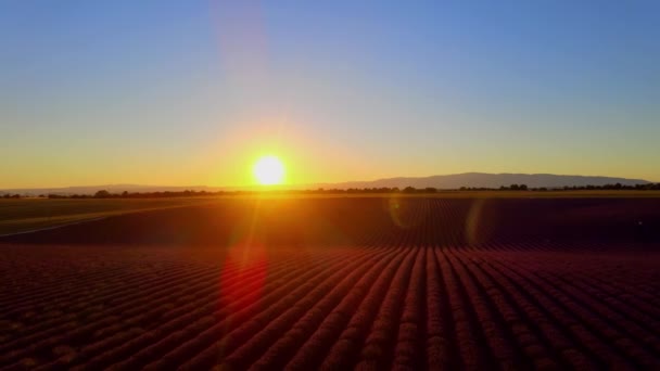 Geweldige zonsondergang boven de lavendelvelden van Valensole Provence in Frankrijk — Stockvideo