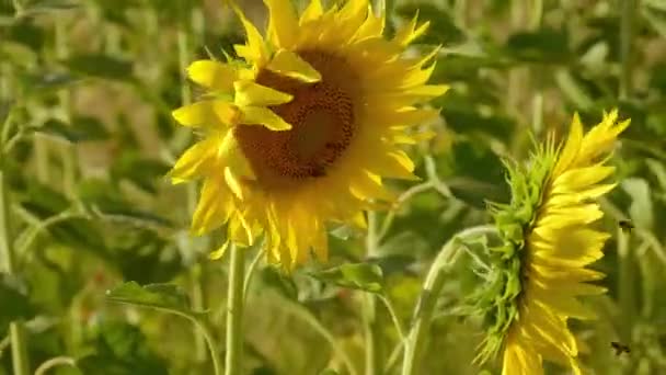 Gros plan sur les tournesols en Provence France