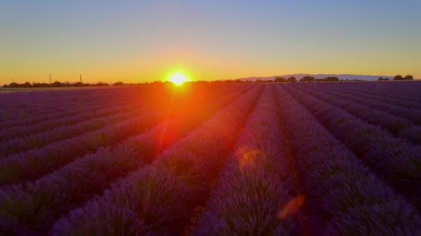 프랑스의 발렌 발 프로방스에 있는 라벤더 밭 — 비디오