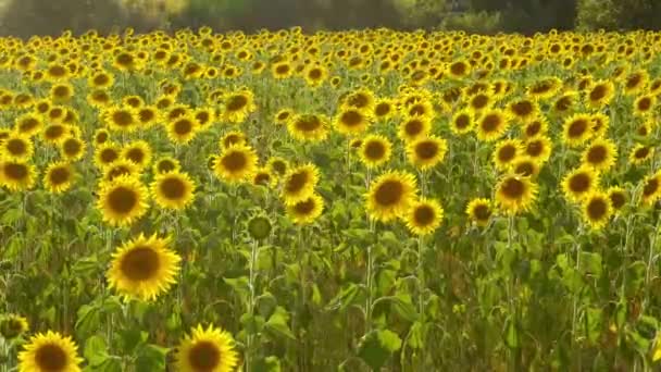 Grandes campos de girasol en la Provenza Francia — Vídeo de stock