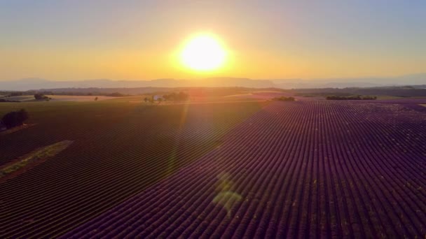 Fransa 'daki Valensole Provence lavanta tarlaları — Stok video