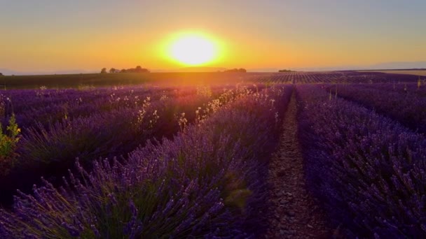 Geweldige zonsondergang boven de lavendelvelden van Valensole Provence in Frankrijk — Stockvideo