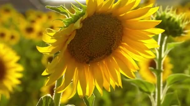 Primer plano de los girasoles en la Provenza Francia — Vídeo de stock