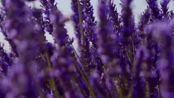 Лавандовые поля Valensole Provence во Франции — стоковое видео