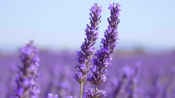 De lavendelvelden van Valensole Provence in Frankrijk — Stockvideo