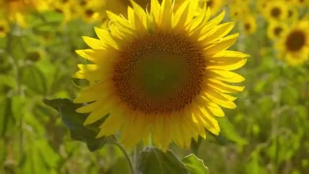 Primer plano de los girasoles en la Provenza Francia — Vídeo de stock