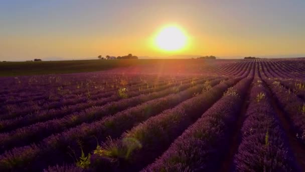 Campos de lavanda famosos en Francia Provenza — Vídeos de Stock