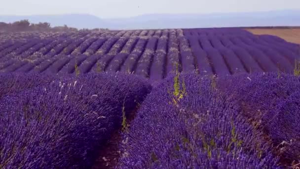 De lavendelvelden van Valensole Provence in Frankrijk — Stockvideo