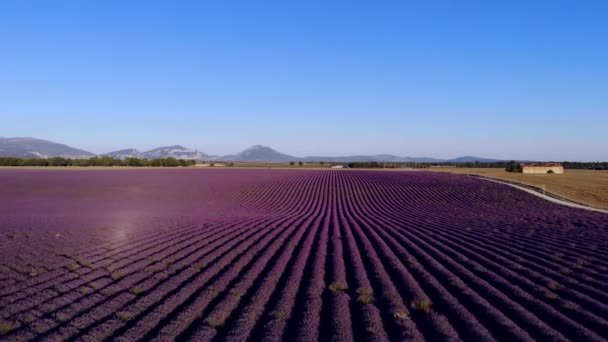 Лавандовые поля Valensole Provence во Франции — стоковое видео