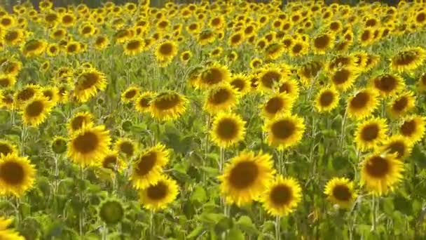 Les champs de tournesol en Provence France
