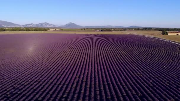 Fransa 'daki Valensole Provence lavanta tarlaları — Stok video