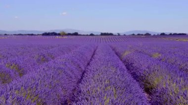 Fransa 'daki Valensole Provence lavanta tarlaları