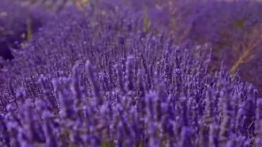 Fransa 'daki Valensole Provence lavanta tarlaları