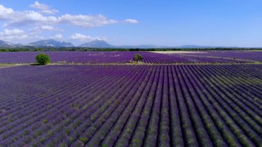 Fransa 'daki Valensole Provence lavanta tarlaları