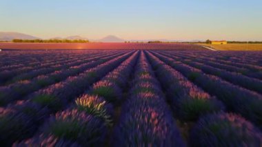 Fransa 'daki Valensole Provence lavanta tarlaları