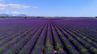 Fransa 'daki Valensole Provence lavanta tarlaları