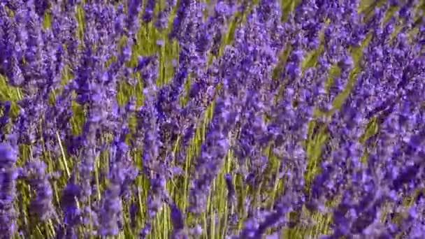 Sluiten van lavendel in Provence Frankrijk — Stockvideo