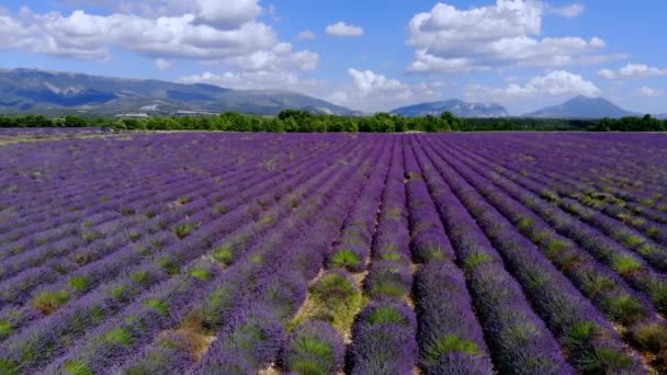 Lavendelfälten i Valensole Provence i Frankrike — Stockvideo