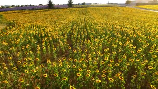 Provence Fransa 'daki ayçiçeği tarlaları — Stok video