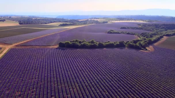 Лавандовые поля Valensole Provence во Франции — стоковое видео