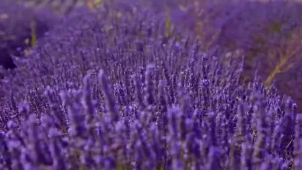 Fransa 'daki Valensole Provence lavanta tarlaları — Stok video