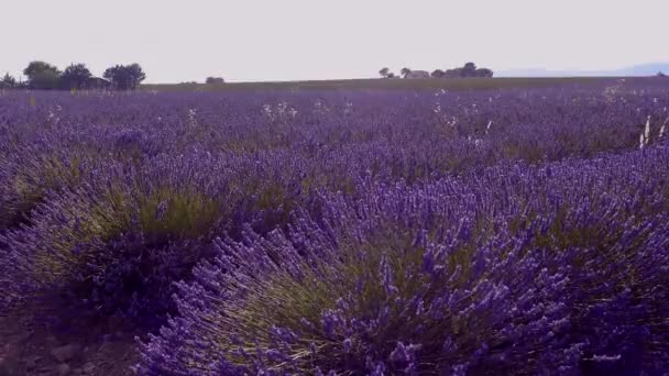 Lavendelfälten i Valensole Provence i Frankrike — Stockvideo