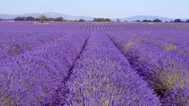 Лавандовые поля Valensole Provence во Франции — стоковое видео