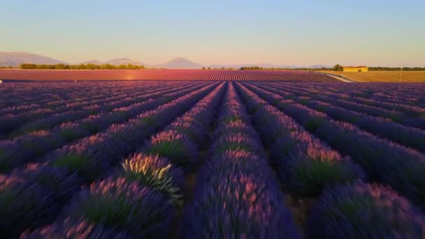 The lavender fields of Valensole Provence in France — Stock Video