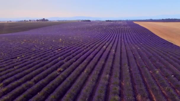 Лавандовые поля Valensole Provence во Франции — стоковое видео