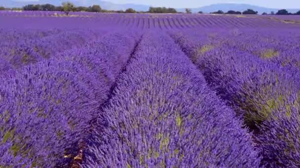 De lavendelvelden van Valensole Provence in Frankrijk — Stockvideo