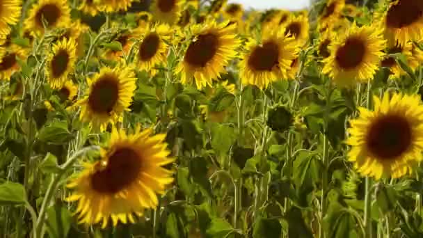 The sunflower fields in the Provence France — Stock Video