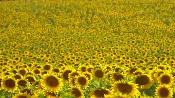 Grandes campos de girasol en la Provenza Francia — Vídeo de stock