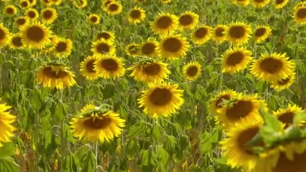 Соняшникові поля у Провансі (Франція). — стокове відео