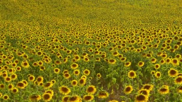 Os campos de girassol na Provença França — Vídeo de Stock