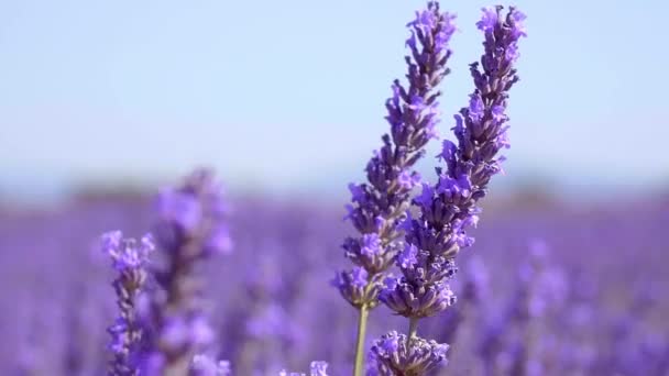 Sluiten van lavendel in Provence Frankrijk — Stockvideo