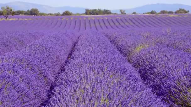 Τα λιβάδια λεβάντας της Valensole Provence στη Γαλλία — Αρχείο Βίντεο