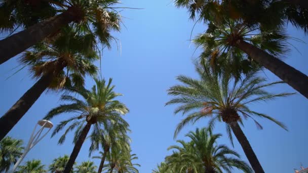Пальмы на голубом небе — стоковое видео