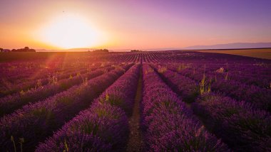 Fransa 'daki Valensole Provence' ın lavanta tarlalarında inanılmaz bir gün batımı.