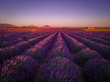Fransa 'daki Valensole Provence lavanta tarlaları